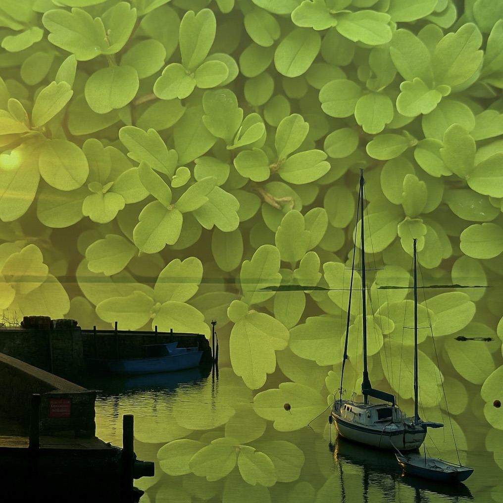 Yachts moored in Herm Harbour (AGI&nbsp;series)